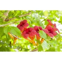 Campsis radicans - Amerikanische Klettertrompete, 1 St. - Kletterpflanze mit leuchtend orangeroten Blüten, ideal für Sichtschutz und als Schmetterlingsmagnet, pflegeleicht und winterhart.