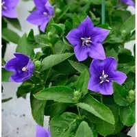 Ballonblume Astra Blau - Platycodon grandiflorus