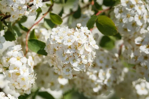 Birkenblättrige Spiraea (Spiraea betulifolia) 40–60 cm - Blumen & Stauden – Attraktive, pflegeleichte Blütenpflanze, winterhart bis -20 °C, ideal für Garten, Hecke oder Blumenbeete mit üppiger Blütenpracht.