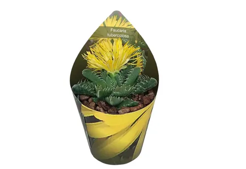 Exotenherz Kaktus Faucaria tuberculosa - Tigerrachen - Rarität - 6,5cm Topf - 15cm hoch
