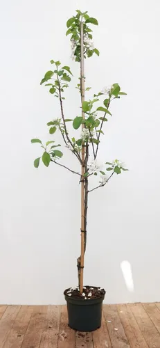 Malus Elstar Apfelbaum 150-200 cm - Obstbaum mit saftigen, süß-säuerlichen Früchten, pflegeleicht und winterhart, ideal für Gärten und Terrassen.