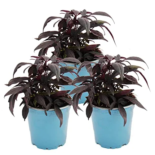 Süßkartoffel - Beet- und Balkonpflanze - Ipomoea batatas - 12cm - Set mit 3 Pflanzen - violett