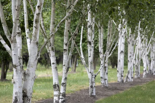 Himalaya-Birke Betula utilis 100-150 cm - Winterharte Baumpflanze mit eleganter weißer Rinde, ideal für Einzelstellungen im Garten. Pflegeleicht und anpassungsfähig – perfekt für Anfänger und kalte Klimazonen.
