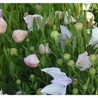 Ballonblume Fuji Pink - Platycodon grandiflorus