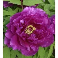 Strauchpfingstrose Purpur - Paeonia suffruticosa - Schöne Gartenpflanze mit purpurfarbenen Blüten, ideal für Ihren Garten. Wächst bis 150 cm und blüht von April bis Mai. Perfekt für kreative Gartenlandschaften.