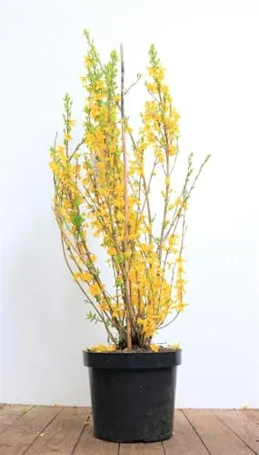 Forsythia x intermedia 'Lynwood' 60–80 cm – Winterhart, Mehrjährig, Pflegeleicht – Goldglöckchen – Heckenpflanze für Garten & Sichtschutz