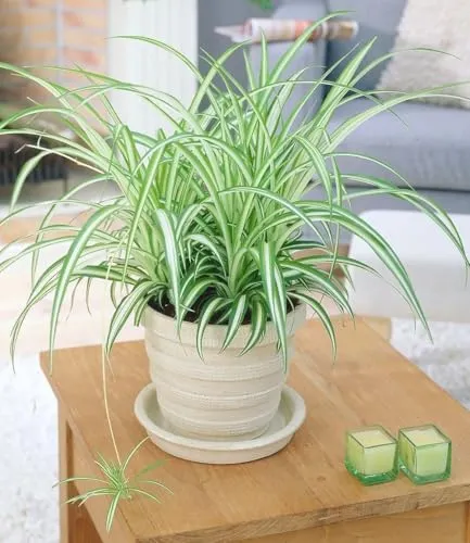 BALDUR Garten Chlorophytum Variegatum - Pflegeleichte Zimmerpflanze im 12 cm Topf - Diese pflegeleichte Grünlilie im 12 cm Topf verbessert das Raumklima und ist ideal für Sonne bis Schatten. Geringer Pflegeaufwand und Wasserbedarf machen sie zur perfekten Wahl für jeden Raum.