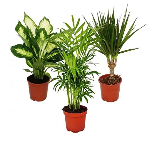 Zimmerpflanzen-Mix II 3er Set - Dieffenbachia, Chamaedorea & Dracena - Pflegeleichte Topfpflanzen für Ihr Zuhause: Dieffenbachia, Bergpalme und Drachenbaum im 10-12 cm Topf, bringen Farbe und Leben in jeden Raum. Ideal für helle bis halbschattige Standorte.