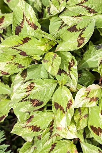 Persicaria filiformis 11x11 cm Topf – Winterhart, Mehrjährig, Pflegeleicht – Schlangenknöterich – Staude für Schattenbeet & Gehölzrand