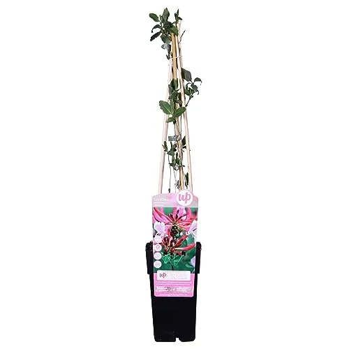 Lonicera Periclymenum 'Serotina' - Wald-Geißschlinge 50-60 cm Pflanzcontainer