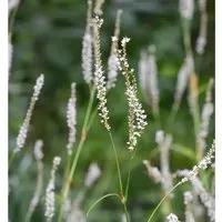 Kerzenknöterich Album - Persicaria amplexicaulis