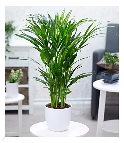 BALDUR Garten Areca Palme 60-70 cm - Luftreinigende Zimmerpflanze - Attraktive Areca Palme im 17 cm-Topf, ca. 60-70 cm hoch. Ideal für Wohnräume, verbessert das Raumklima und sorgt für frisches Ambiente.