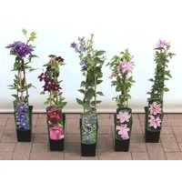 Clematis Alpina Frances Rivis Alpen-Waldrebe Blau 40–60 cm
