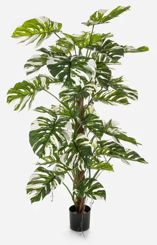 Künstliche Zimmerpflanze Philodendron Monstera Deliciosa Variegata 160 cm - Dekorative Kunstpflanze für stilvolle Inneneinrichtungen. Höhe von 160 cm, ideal für jeden Raum und pflegeleicht. Lieferung ohne Dekoration und Übertöpfe.