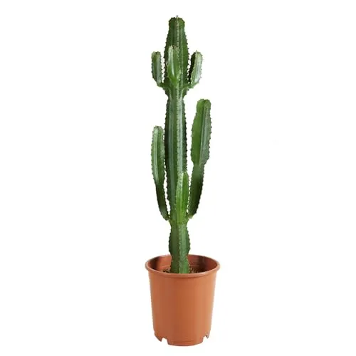 Bloomique Euphorbia Acrurensis - Cowboy Kaktus - Zimmerpflanze, sehr pflegeleicht und ideal für jeden Raum, Höhe 80-100 cm, bringt einen Hauch von Wüste in Ihr Zuhause.