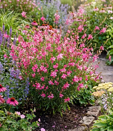 BALDUR Garten 4x Prachtkerze - Gaura 'Pink', winterharte Trendstaude - Winterharte Staude im 9x9 cm-Topf mit pflegeleichten, schmetterlingsartigen Blüten. Ideal für Beet & Kübel, bienenfreundlich und mehrjährig, für sonnige bis halbschattige Standorte.