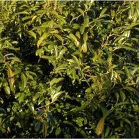 Lorbeerkirsche Sofia 30-40cm - Prunus,aurocerasus