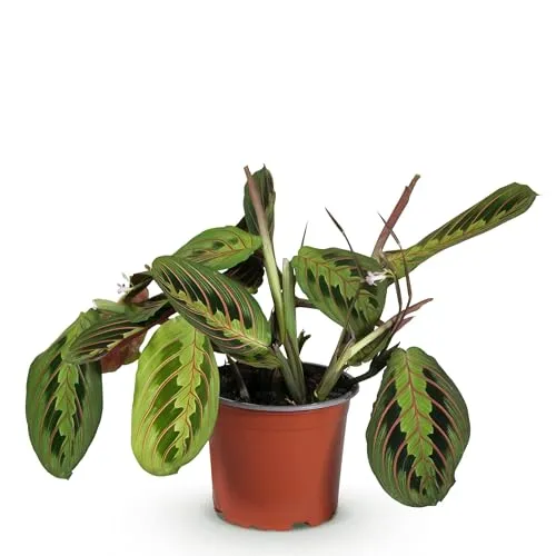 Green boutiQ - Zimmerpflanze - Maranta Fascinator Tricolour - Gebetsblatt - Haustierfreundliche Pflanze - Grün - 1 Pflanze - Topf 12cm - Höhe 25cm