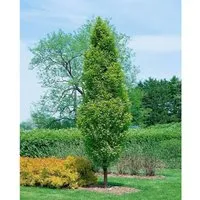 Carpinus betulus 'Lucas' - Hainbuche für Hecken - Dichte Belaubung und schnittverträglich, ideal für pflegeleichte Gärten. Winterhart bis -25 °C, perfekt für Sichtschutz in formalen Gärten.