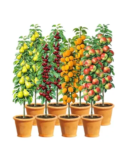 BALDUR Garten 8er Säulenobst-Set 'Naschgarten' - Platzsparendes Säulenobst-Set mit je 2x Birne, Süß-Kirsche, Aprikose & Apfel. Ideal für kleine Gärten, winterhart und reichtragend. Perfekt für den Naschgarten!