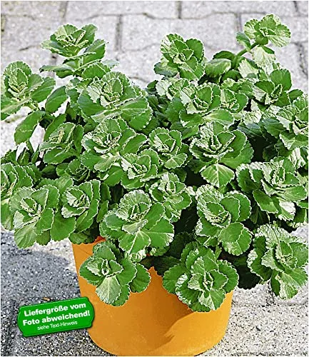 BALDUR Garten Coleus Canin 'Verpiss-Dich®' - 3 pflegeleichte Pflanzen für Balkon und Garten - Pflegeleichte Coleus Canin Pflanzen, ideal für Töpfe und Beete. Ideal zur Abwehr von Katzen, blühen im Sommer und gedeihen in Sonne bis Schatten.