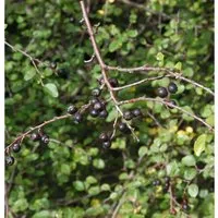 Spitzblättrige Strauchmispel 100-125cm - Cotoneaster acutifolius