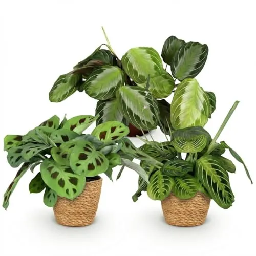 Green boutiQ - Zimmerpflanze - Marantha Silverband, Marantha Lemon Lime Marantha Kerchoveana - Gebetspflanze - Haustierfreundliche Pflanze - Grün - 3 Pflanzen - mit Korb - Topf 12cm - Höhe 25cm