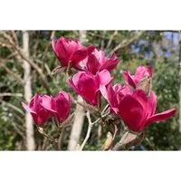 Magnolia 'Vulcan' - Tiefrote Blüten für Ihren Garten - Die Magnolia 'Vulcan' begeistert mit tiefroten Blüten und ist ideal für sonnige bis halbschattige Standorte. Pflegeleicht und winterhart bis -20 °C, sorgt sie für einen spektakulären Farbakzent in Gärten und Parks.