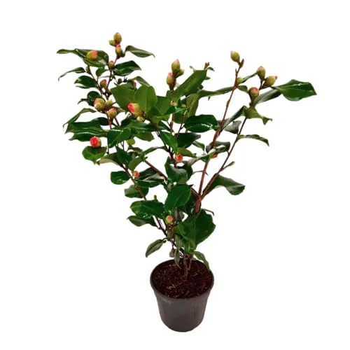 Plant in a Box - Camellia japonica 'Dr. King' - Winterharte Kamelie mit schönen Blüten - Garten-Zubehör: Winterharte Kamelie, blüht früh im Frühjahr und bleibt ganzjährig grün, perfekt für pflegeleichte Gärten.