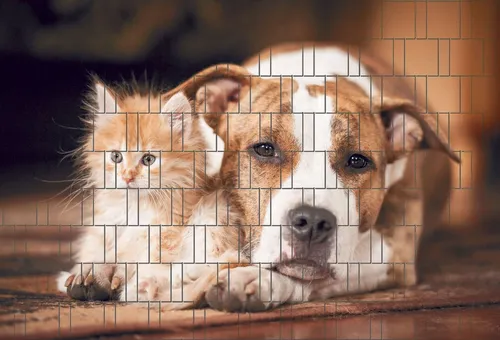 zaunzu Sichtschutzstreifen Hund & Katze - Fotodruck Sichtschutz 2,5m x 1,8m - Hochwertiger Sichtschutz mit fotorealistischem Motiv für Doppelstabgitterzäune. Wetterfest und pflegeleicht, sorgt er für ungestörte Privatsphäre und eine individuelle Gartenatmosphäre.