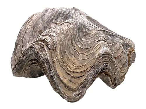 Steinfixx® Edelstein Versteinerte Urzeitauster I Fossil I Peru I 90 Mill. Jahre, (mindestens 220 Gramm, 1-St., sehr selten), ungeöffnete Urzeitauster