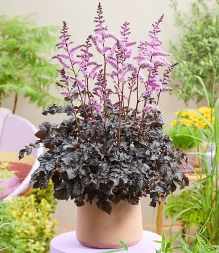 BALDUR Garten Astilbe 'Dark Side of the Moon®' - Dichte, dunkelrote bis fast schwarze Blütenrispen für einen Blickfang im Beet. Pflegeleicht und winterhart, ideal für sonnige bis halbschattige Standorte. Wuchshöhe: 50-100 cm.