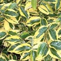Ölweide 'Gilt Edge' Elaeagnus ebbingei 30 bis 40 cm im Container Schnittverträglich
