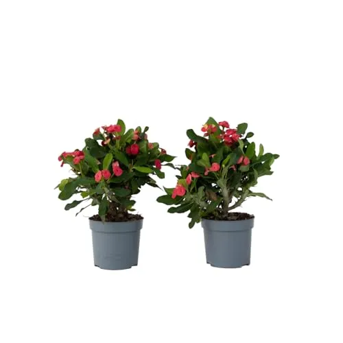 Plant in a Box - Euphorbia Milii 'Christusdorn' - 2er Set Zimmerpflanze - Pflegeleichte Sukkulente mit rosa Blüten, ideal für trockene Raumluft. Höhe 25-35 cm, sicher verpackt für den Versand.