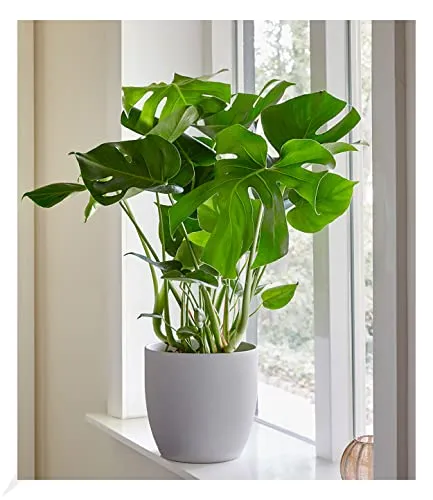 BALDUR Garten 1x Monstera, Pflanze im 12 cm-Topf, Fensterblatt, Monstera deliciosa, Zimmerpflanze, Grünpflanze, Zimmerpflanze luftreinigend, pflegeleicht, mehrjährig - frostfrei halten