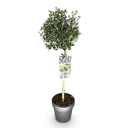 GreenboutiQ - Stamm Pflanze - Ceanothus impressus Victoria - Terrassenpflanze - Immergrün - Winterhart - Lila Blüte - Topf 19cm Höhe 90cm