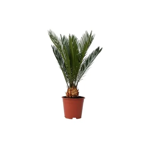 Plant in a Box - Cycas Revoluta - Japanischer Sagopalmfarn 15cm Topf - Höhe 45-60cm - Baumsamen & -pflanzen: Die langlebige Cycas Revoluta ist ein faszinierender Palmfarn, der mit der richtigen Pflege ein Leben lang gedeiht. Ideal für Sammler und Pflanzenliebhaber!