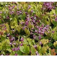 Elfenblume Rubinkrone - Epimedium grandiflorum