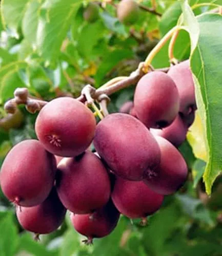 BALDUR Garten Kiwi Ken's Red® 2er Set mit Befruchter - Winterharte Kiwipflanze im 9x9 cm-Topf, ertragreiche Obst-Rarität für Gartenliebhaber, ideal für sonnige bis halbschattige Standorte.