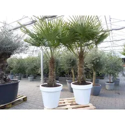 XXL Palme 230 cm | Trachycarpus fortunei inkl. Pflanzkübel - Winterharte Hanfpalme mit 230 cm Höhe und robustem Stamm, ideal für Garten oder Terrasse. Inkl. weißem Pflanzkübel und hochwertiger Palmenerde für eine einfache Pflege.