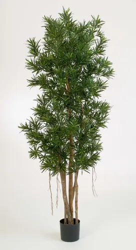 Kunstbaum Podocarpus Mateo, 150 cm - Hochwertige Kunstpflanze für stilvolle Innenräume - Der Kunstbaum Podocarpus Mateo bringt mit 5586 Blättern frisches Grün in Ihr Zuhause. Ideal für die Dekoration in Innenräumen, pflegeleicht und langlebig.