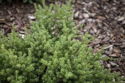 Pflanzen für Dich Konifere Podocarpus nivalis, 1 St. - Immergrüner Schneepodocarpus für jeden Garten - Ziergehölze und pflegeleichte, immergrüne Pflanze, ideal für Steingärten und als Bodendecker, winterhart und wasserarm.
