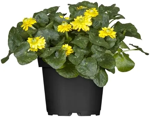 Ranunculus ficaria - Scharbockskraut, gelb, 9x9 cm Topf - Früh blühende Staude mit strahlend gelben Blüten und dichten Teppichen aus herzförmigem Laub. Ideal für halbschattige bis schattige Standorte, pflegeleicht und winterhart.