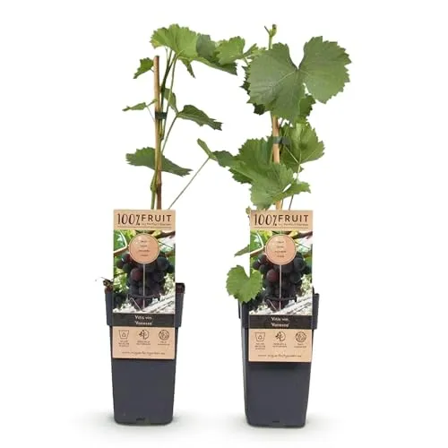 Green boutiQ - Obstpflanze - Vitis vinifera Vanessa - Weintraubenpflanze - Tafeltraube - Blaue Traube - 2 Pflanzen - Topf 15cm - Höhe 50cm