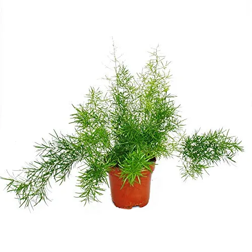Exotenherz Zierspargel - Pflegeleichte Zimmerpflanze 12cm - Pflegeleichte Zimmerpflanze, ideal für Hängeampeln. Zierspargel bringt afrikanischen Charme in Ihr Zuhause. Topfgröße: 12cm, Gesamthöhe ca. 40cm.