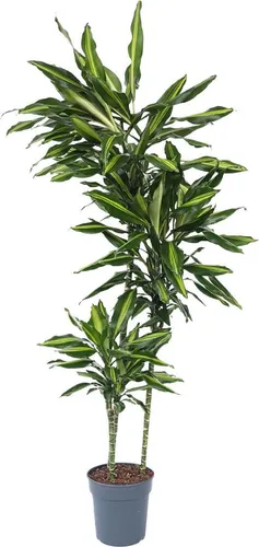 Plant in a Box Drachenbaum - Dracaena fragrans 'Cintho' - Garten-Zubehör - Hochgewachsener Drachenbaum (140-150cm) mit dekorativen Blättern, ideal für ein tropisches Ambiente in Ihrem Zuhause.