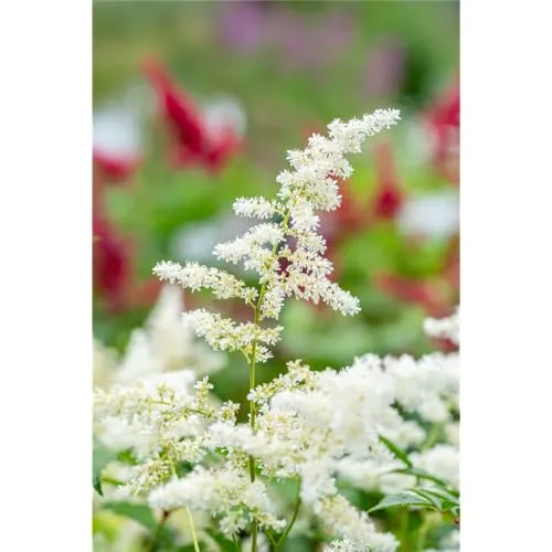 Astilbe x japonica 'Deutschland' - Garten-Prachtspiere 'Deutschland' - 9cm Topf