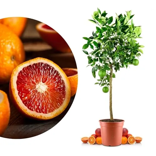 Blutorangenbaum Moro Grande - edle Zitruspflanze - Süditalienische Rarität mit intensivem Aroma. Ideal für Kübelhaltung, kompakt und dekorativ. Perfekt für sonnige Standorte auf Balkon oder Terrasse. Ein Highlight für Zitrusliebhaber!