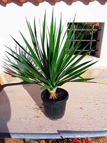 Dracaena Draco - Kanarischer Drachenbaum - Baumsamen & -pflanzen, pflegeleichte Pflanze mit einzigartiger Optik für jeden Raum.