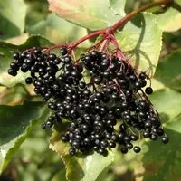 Schwarzer Holunder 125-150cm - Sambucus nigra - Hecken- und Strauchpflanze mit einer Wuchsgröße von bis zu 8 Metern, ideal für naturnahe Gärten. Blütezeit von Mai bis Juli sorgt für farbenfrohe Akzente.